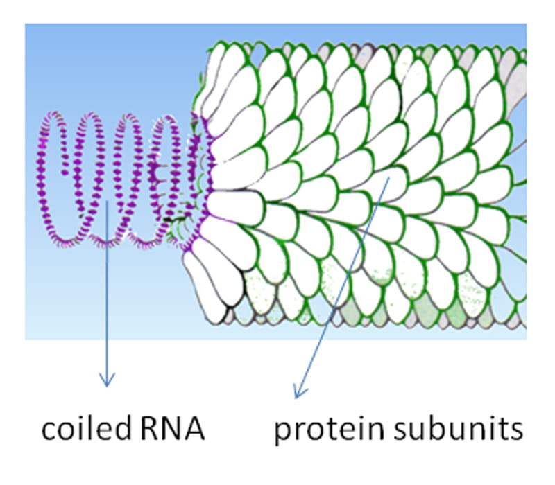 TMV structure