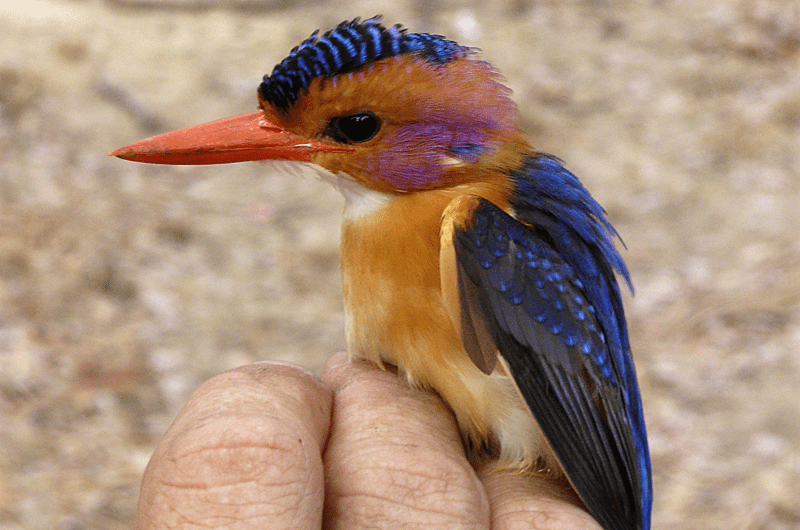 African Pygmy Kingfisher (Ispidina picta) photographed in Vwaza Wildlife Reserve, Malawi. Credit: Jason D. Weckstein