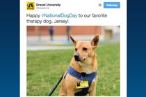 A Drexel Twitter post featuring Jersey the Therapy Dog for #NationalDogDay.