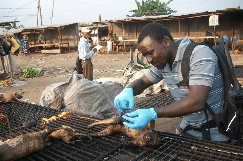 BBPP research staff, Illidio Mebulo, collecting a sample of primate tissue in the market for genetic analysis. Credit: Javier Rivas/BBPP