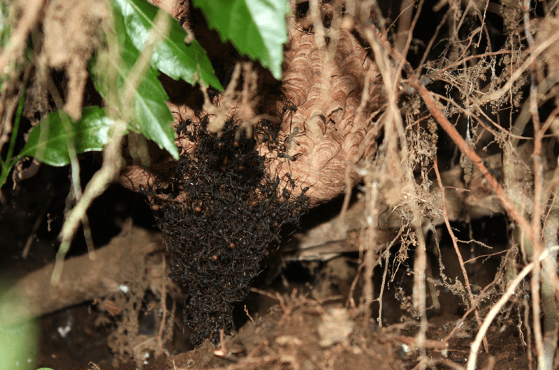 swarm of army ants