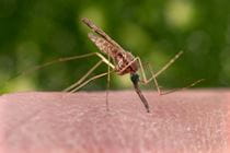 Malario Mosquito