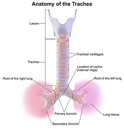 Anatomy of the Trachea (Blausen.com staff (2014). 'Medical gallery of Blausen Medical 2014'. WikiJournal of Medicine)