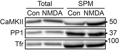 Biochemical isolation of synaptic plasma membranes (SPMs) from primary neuronal cultures (+/- NMDAR activation) reveals a stable pool of protein phosphatase 1 (PP1) associated with the plasma membrane.