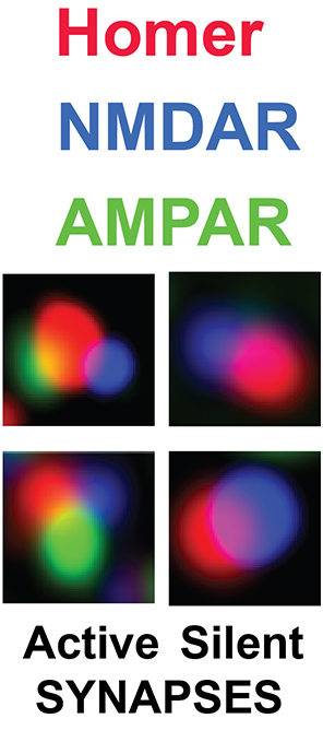 Identification of active (AMPAR-containing) and silent (AMPAR-lacking) synapses utilizing structured illumination microscopy (SIM) super-resolution microscopy.