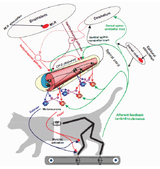 Neural mechanisms of locomotion evoked by epidural stimulation of the spinal cord.