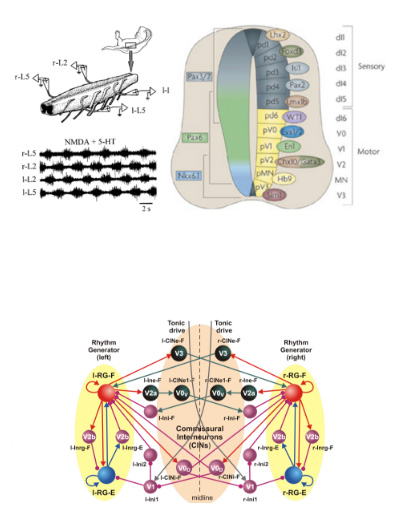 Laboratory for Theoretical and Computational Neuroscience - Spinal cord neural circuits for left-right and flexor-extensor coordination