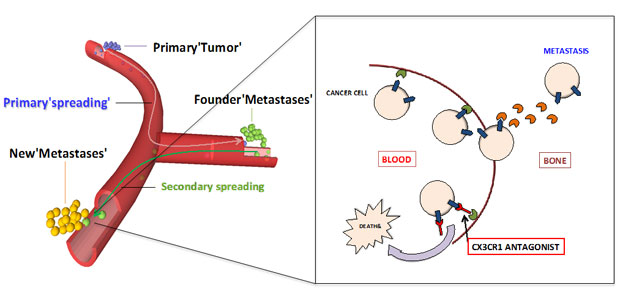 Drexel Scientists Develop Compound to Stop Spread of Metastatic Cancer Cells