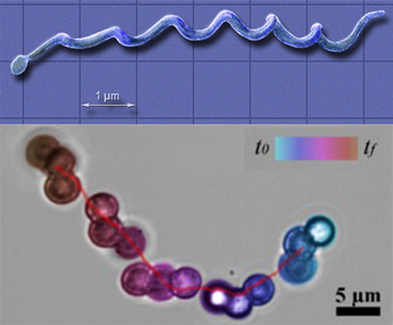 spirochete microswimmer